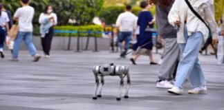 People walking robot dogs in China