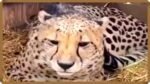 cheetah-Asha