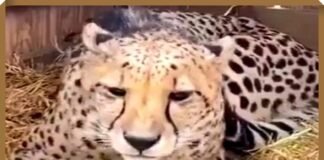 cheetah-Asha