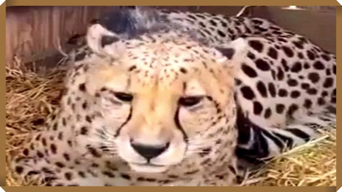 ‘Asha’came from Namibia can give good news, female cheetah is pregnant