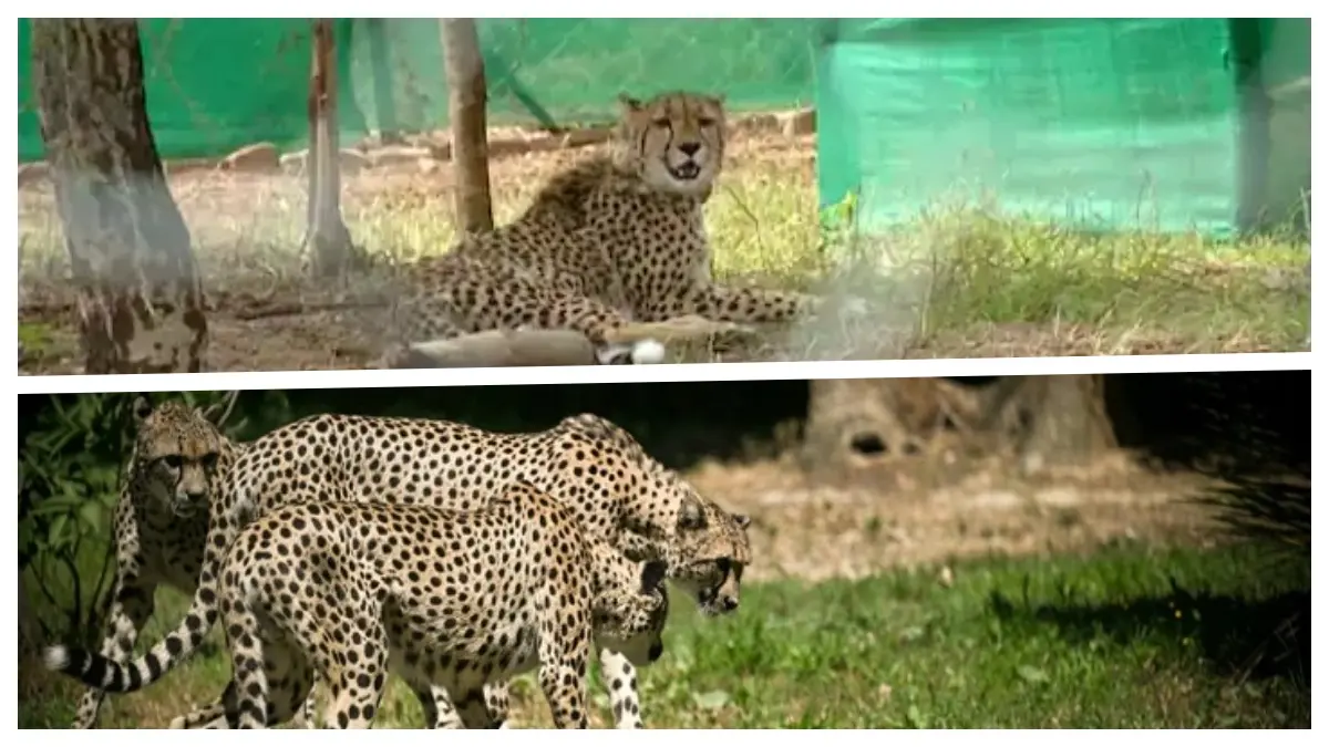 NTCA in preparation for shifting of cheetahs in Madhya Pradesh after the death of 6 cheetahs