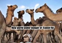 Now world under danger of Camel flu