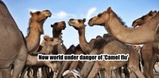 Now world under danger of Camel flu