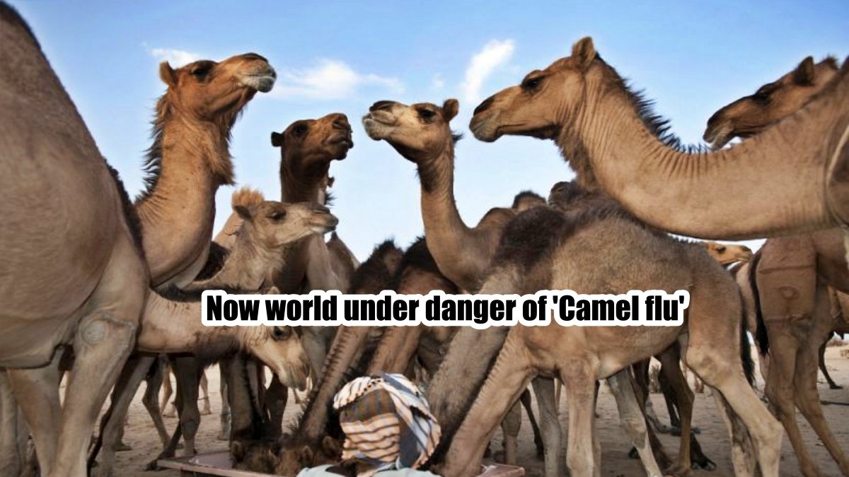Now world under danger of ‘Camel flu’, doctors issued alert