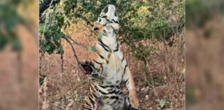 Tiger found hanging in Panna Tiger Reserve