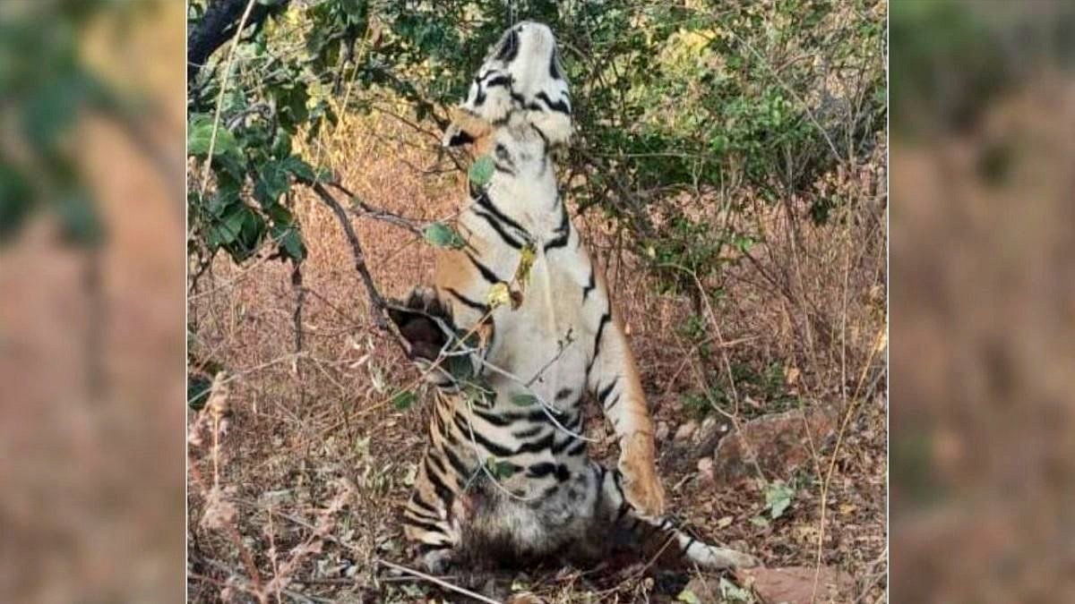 Tiger found hanging in Panna Tiger Reserve, earlier on November 10, tigress P-213 (63) had died here