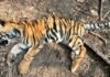 tigher cub dead