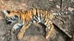 tigher cub dead