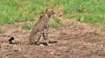 Female cheetah Shasha