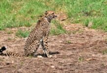 Female cheetah Shasha