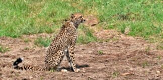 Female cheetah Shasha