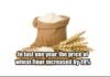 wheat flour