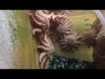 Scientists grow sea stars to understand mass die-off