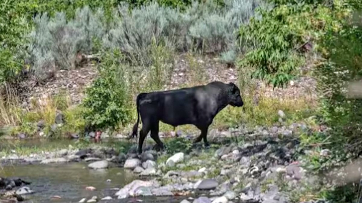America to kill 150 cows, rain bullets from helicopter