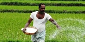 fertilizer subsidy