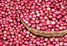 onion