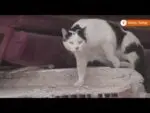 Volunteers in Turkey try to rescue pets from rubble