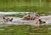 Colombia will send 60 hippos to India