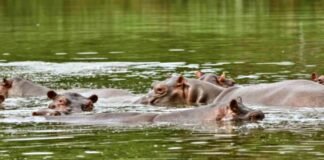 Colombia will send 60 hippos to India