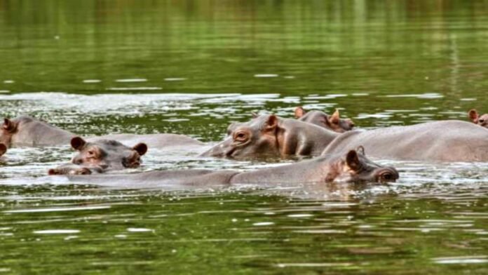 Colombia will send 60 hippos to India