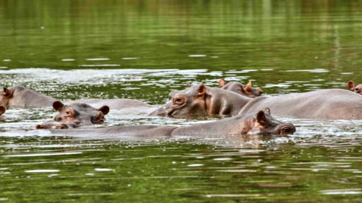Colombia will send 60 hippos to India, drug smuggler has close relationship with Pablo Escobar