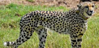 Namibian cheetah