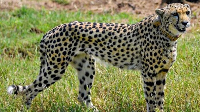 Namibian cheetah