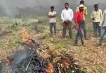 Nashik farmer