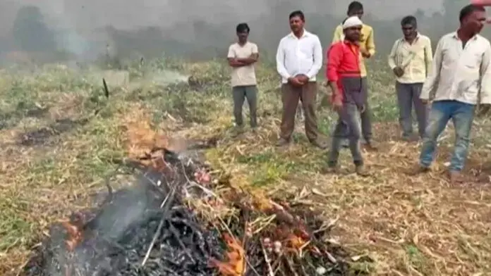 Nashik farmer