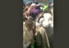 Video of flour loot in Pakistan