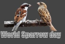 World Sparrow day