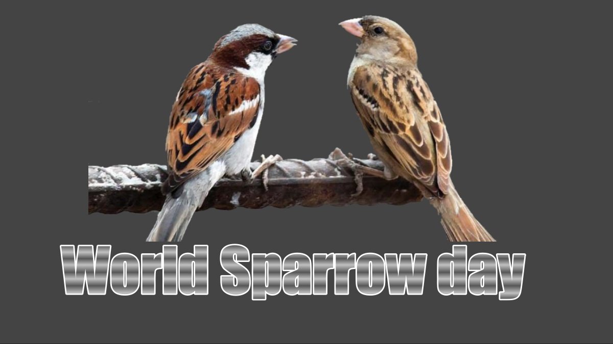World Sparrow day, know history, significance, and theme of this day
