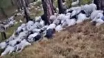 Goats burnt to death due to lightning at Khattu Khal forest incident goats burnt to death due to lightning at Uttarkashi