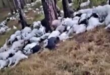 goats burnt to death due to lightning at Uttarkashi