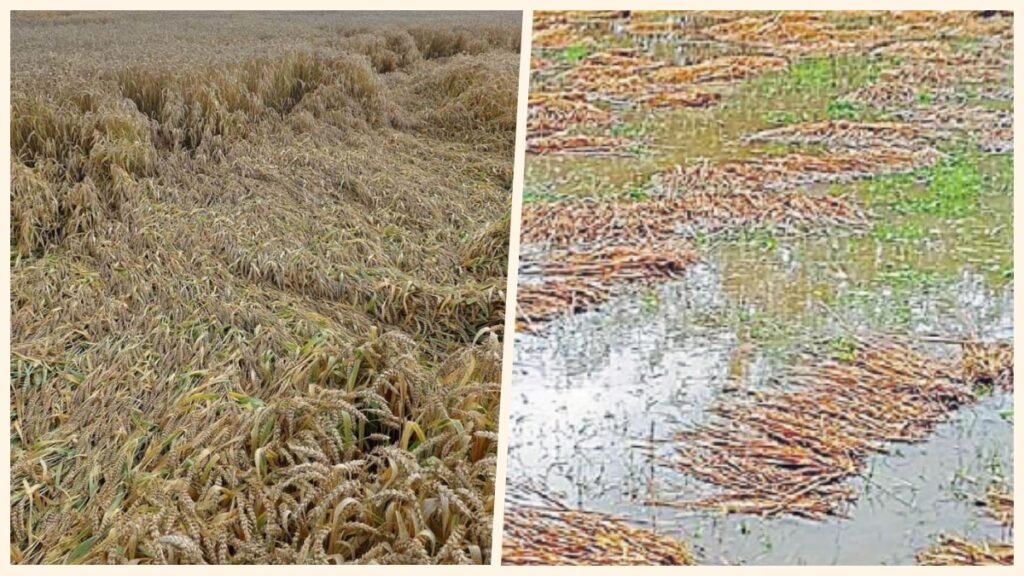 huge damage to Rabi crops
