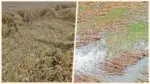 huge damage to Rabi crops
