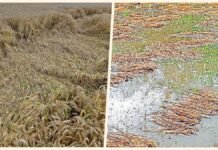 huge damage to Rabi crops