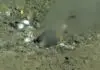Fault Lines leak at bottom of Pacific Ocean