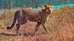 Uday Cheetah Died