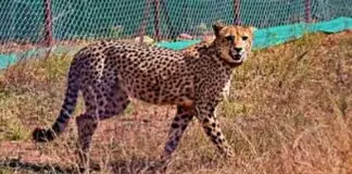 Uday Cheetah Died