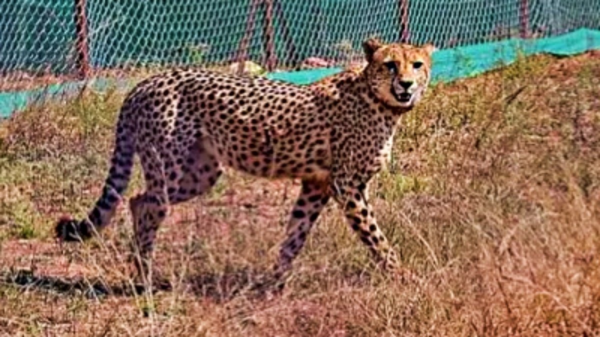 India’s cheetah project marks one year of success amid challenges and losses
