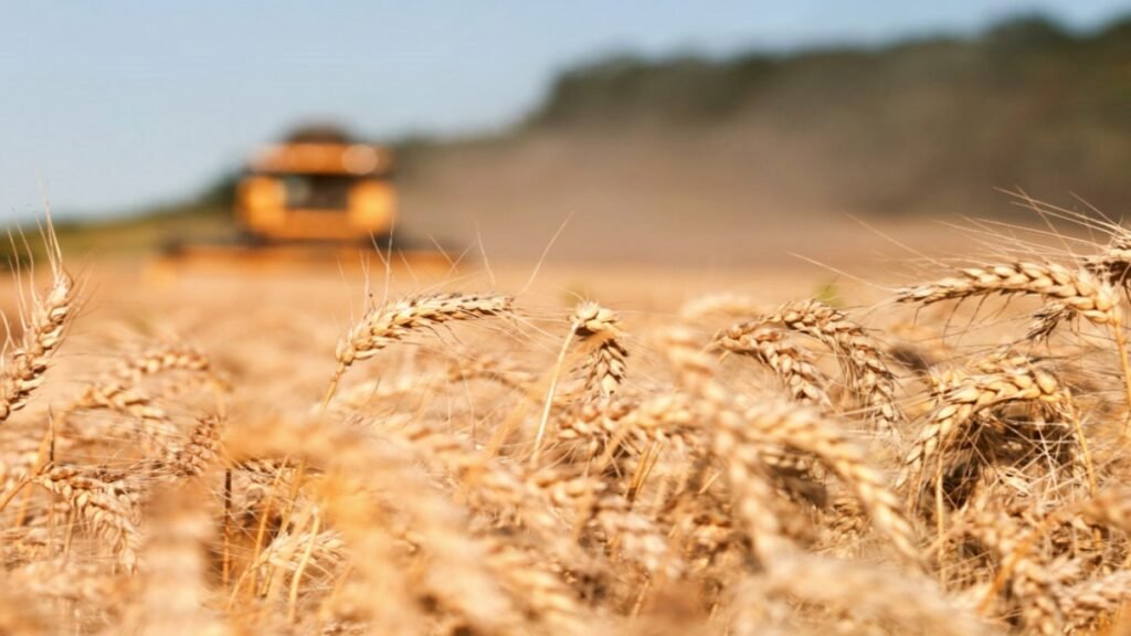 wheat crop