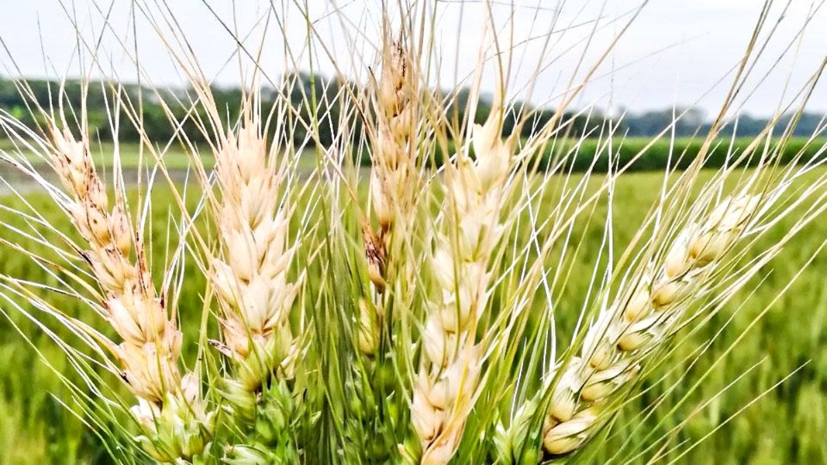 South American Wheat Blast Fungus rapidly spreading to Asia and Africa: Scientists