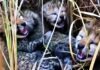 Four cubs given birth by female cheetah Jwala