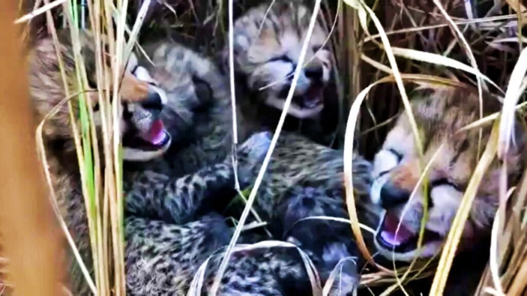 Four cubs given birth by female cheetah Jwala