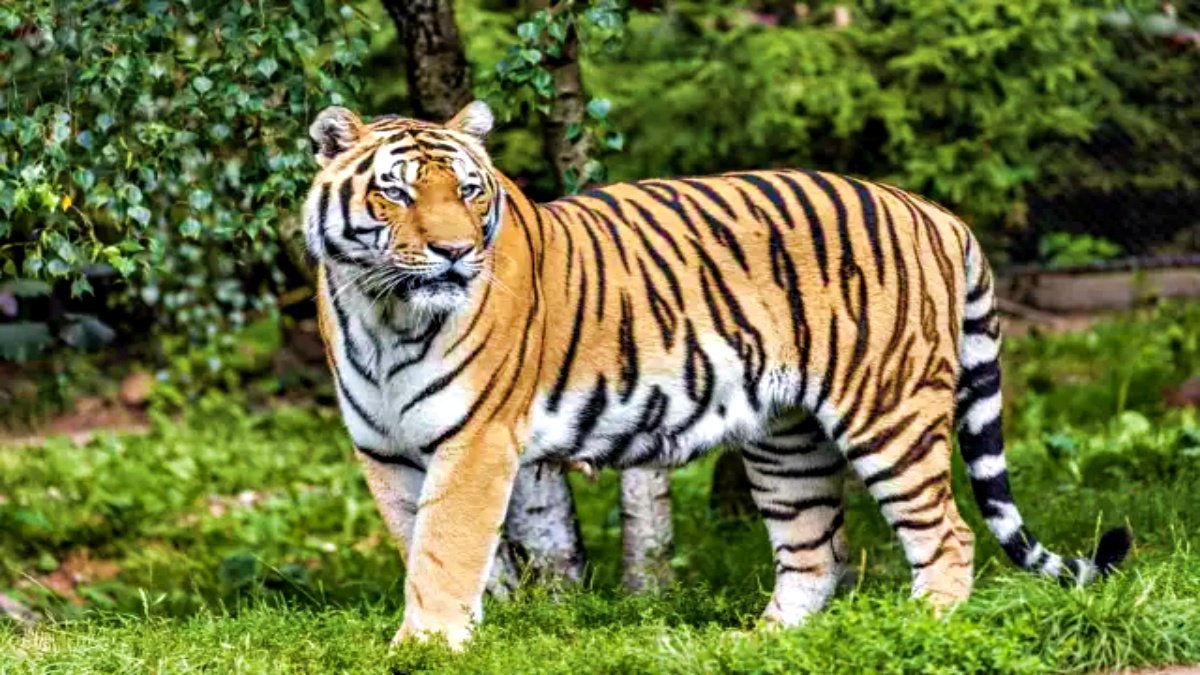 Elusive Man-Eater Tiger of Chandrapur Captured After Intense Two-Month Hunt