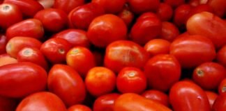 Tomato prises