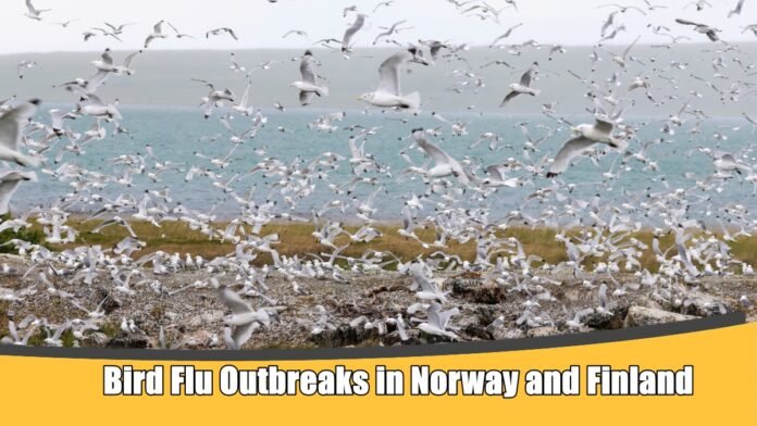 Bird Flu Outbreaks in Norway and Finland