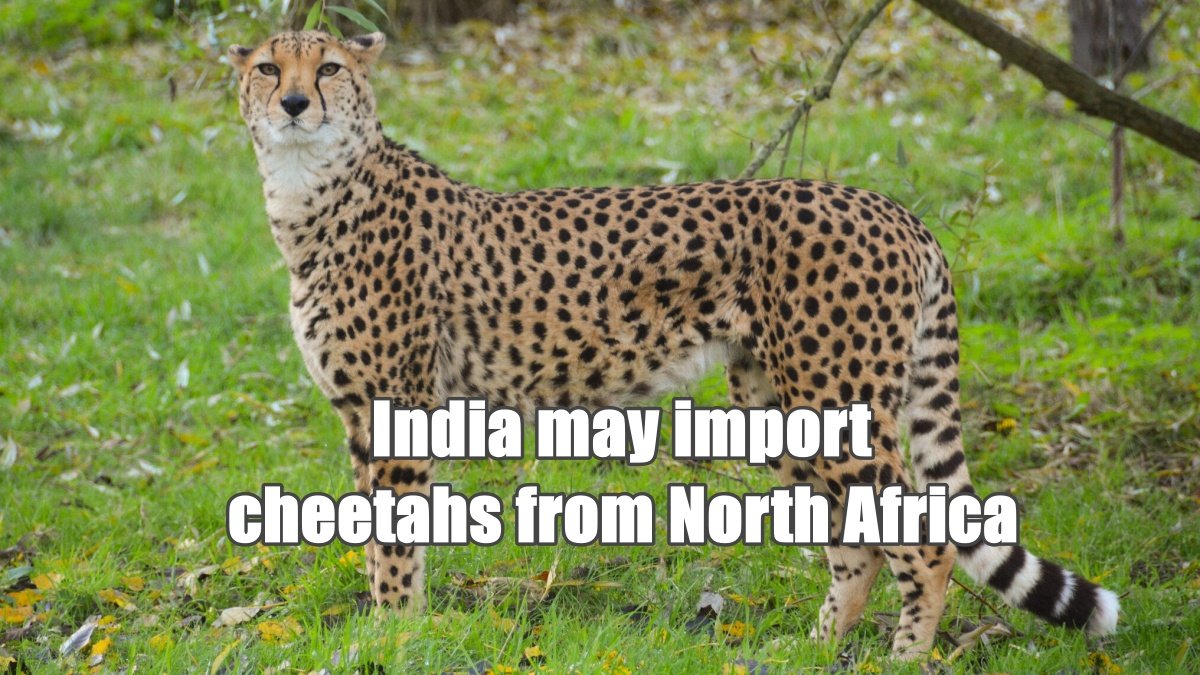 India may import cheetahs from North Africa, new plan after death of Namibian cheetahs