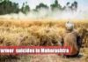 farmer suicide in maharashtra